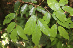 Cleistanthus travancorensis